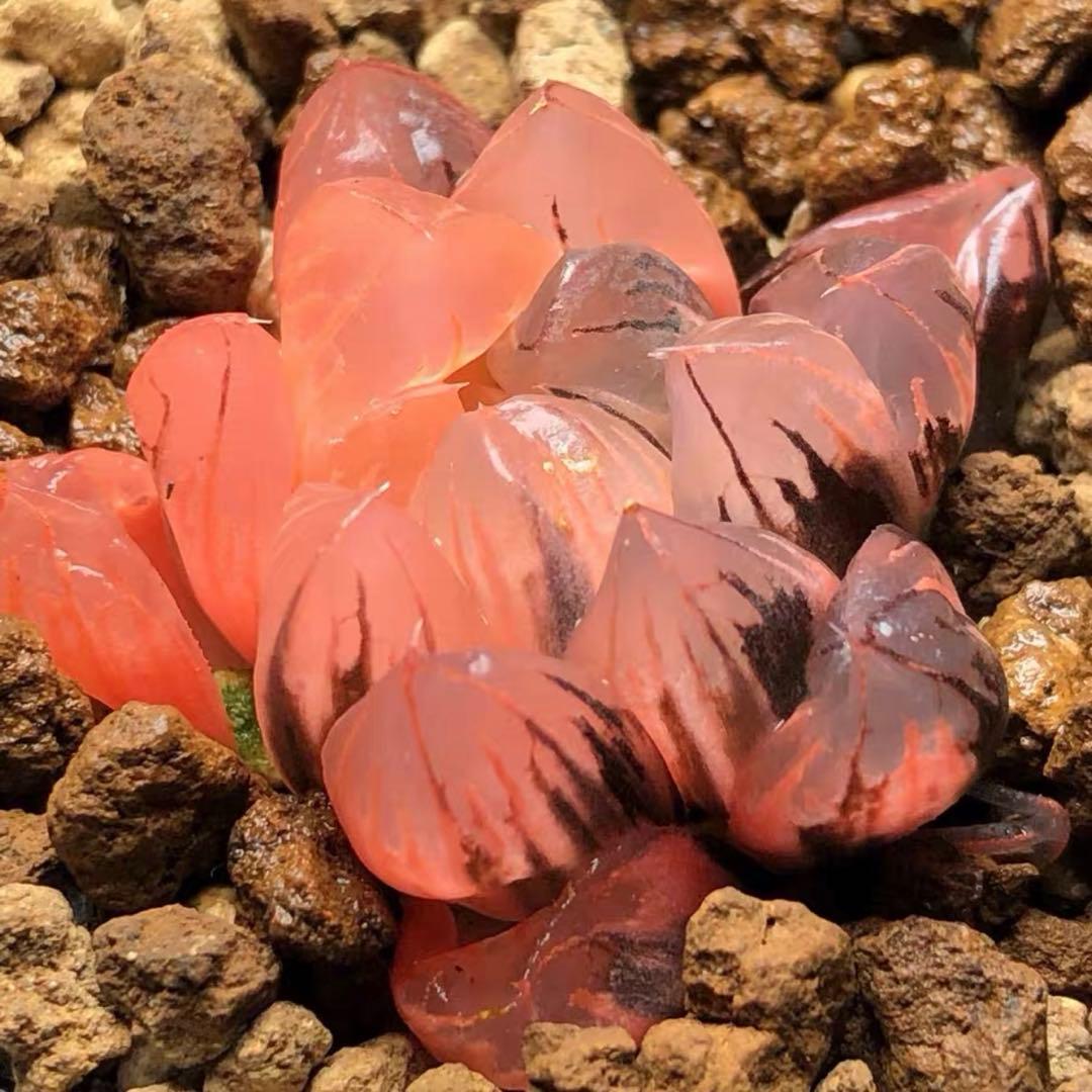 O*Z様 多肉植物　ハオルチア　赤水晶オブツーサ錦　鮮明錦　糊斑