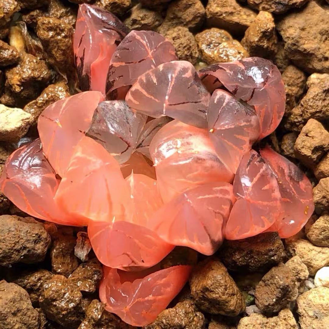 O*Z様 多肉植物　ハオルチア　赤水晶オブツーサ錦　鮮明錦　糊斑