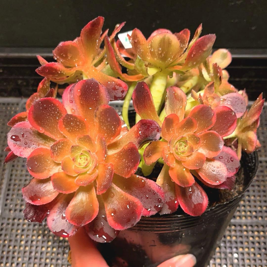 53#多肉植物アエオニウム錦❤️キツネ狩りを❤️13頭22cm 拔き苗