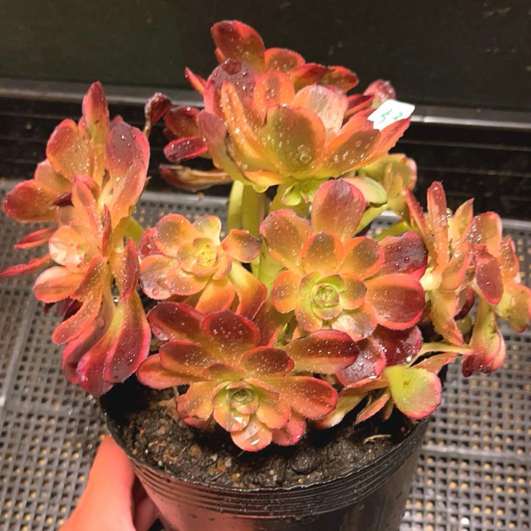 53#多肉植物アエオニウム錦❤️キツネ狩りを❤️13頭22cm 拔き苗