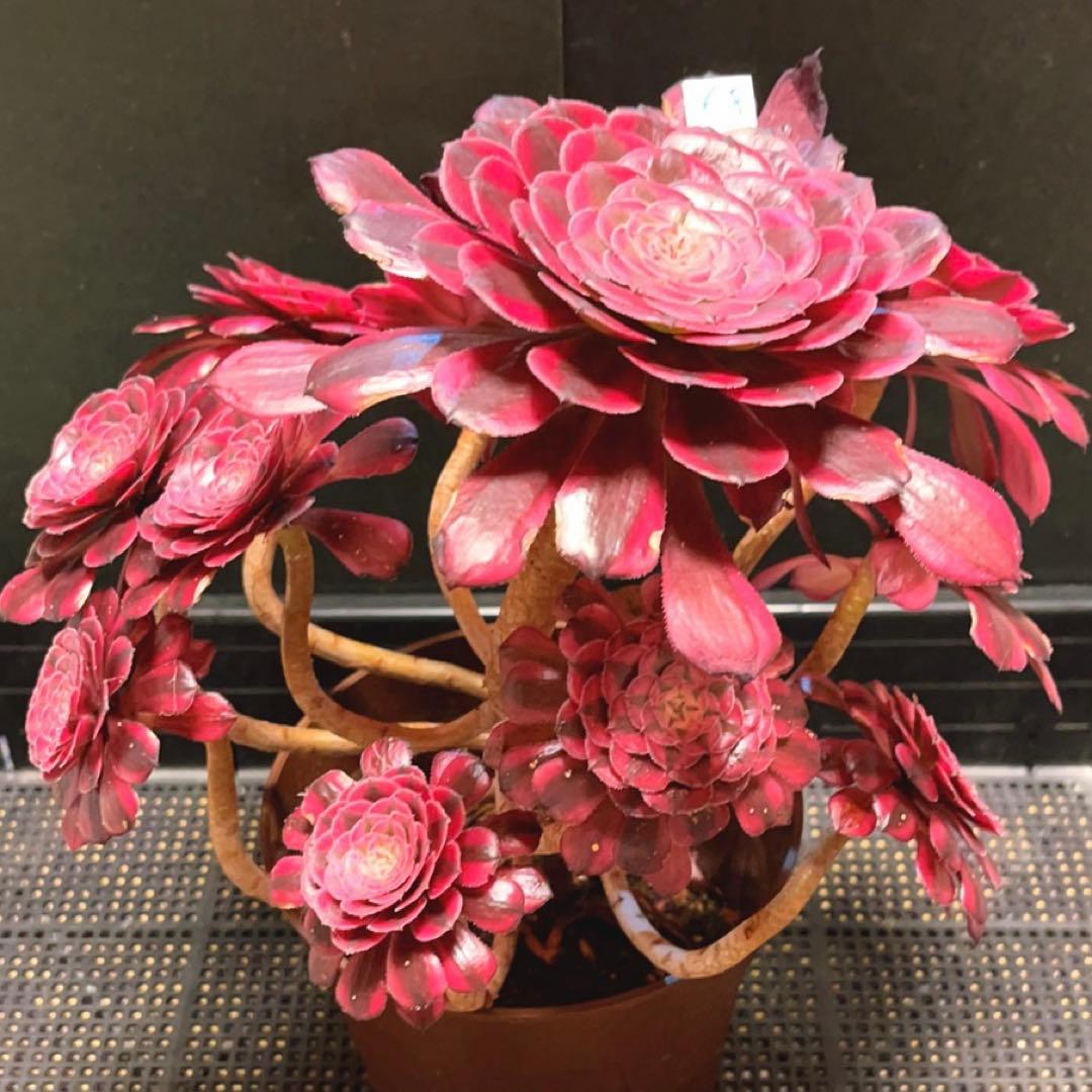 68#多肉植物アエオニウム錦❤️ガーネット白斑錦❤️1大頭13小頭29cm 鉢土付き