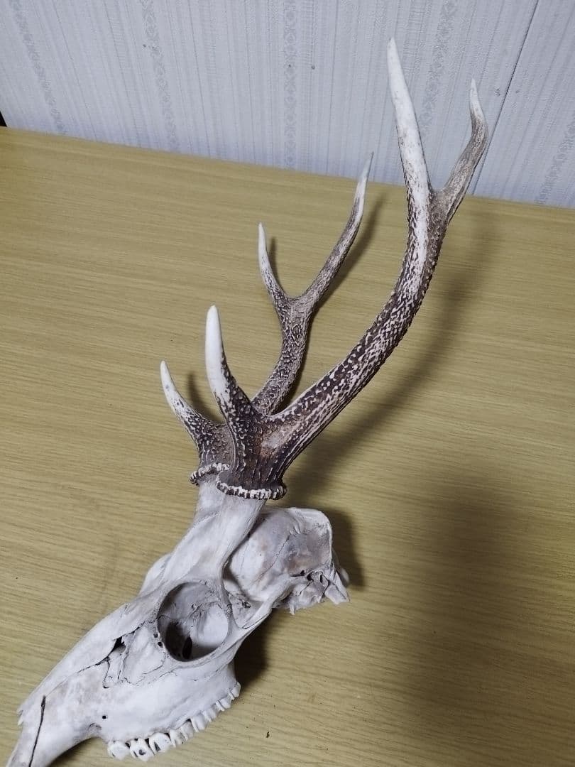 鹿の角　ニホンジカ 3頭