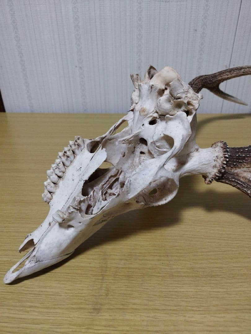 鹿の角　ニホンジカ 3頭