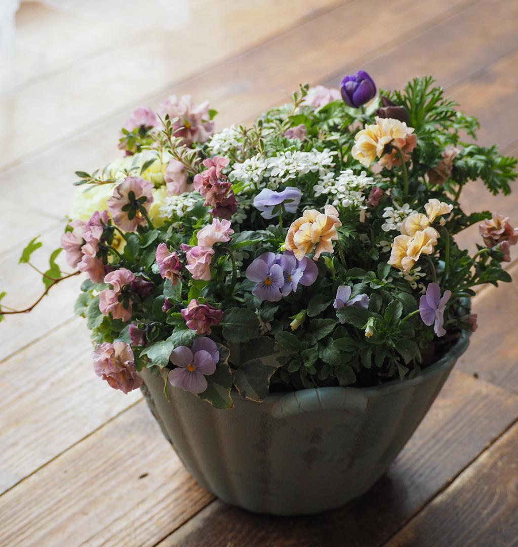 【お値下】アンティークな大人ピンクの寄せ植え