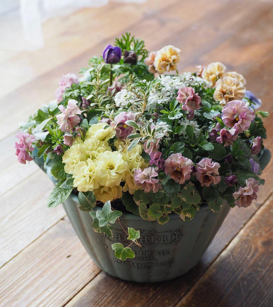 【お値下】アンティークな大人ピンクの寄せ植え