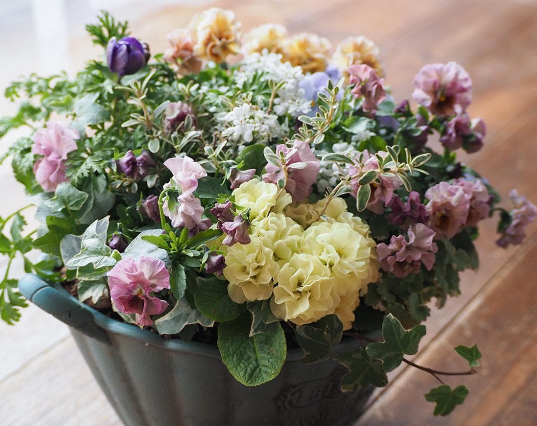 【お値下】アンティークな大人ピンクの寄せ植え