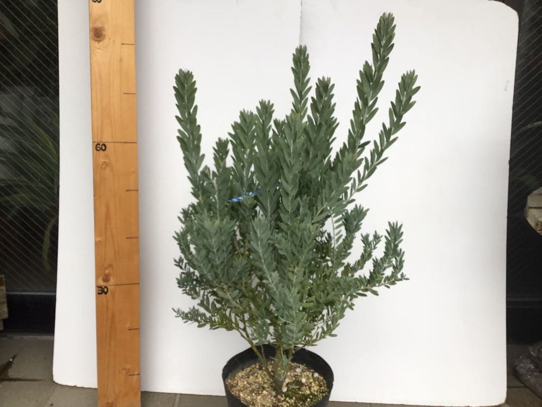 ⑧お待たせしました再入荷‼︎ 綺麗な棚橋農園様の極上アカシア・ブルーブッシュ7号鉢