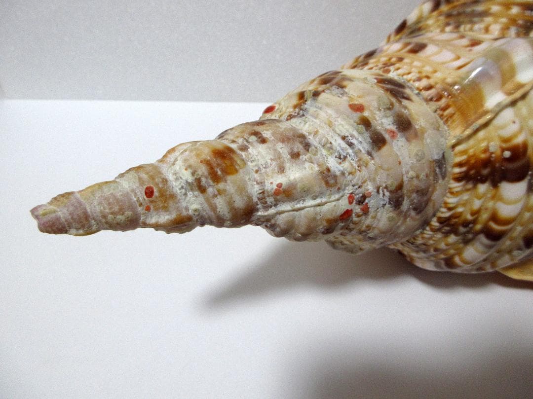 法螺貝 大型 約36cm ☆ ホラ貝 ほら貝