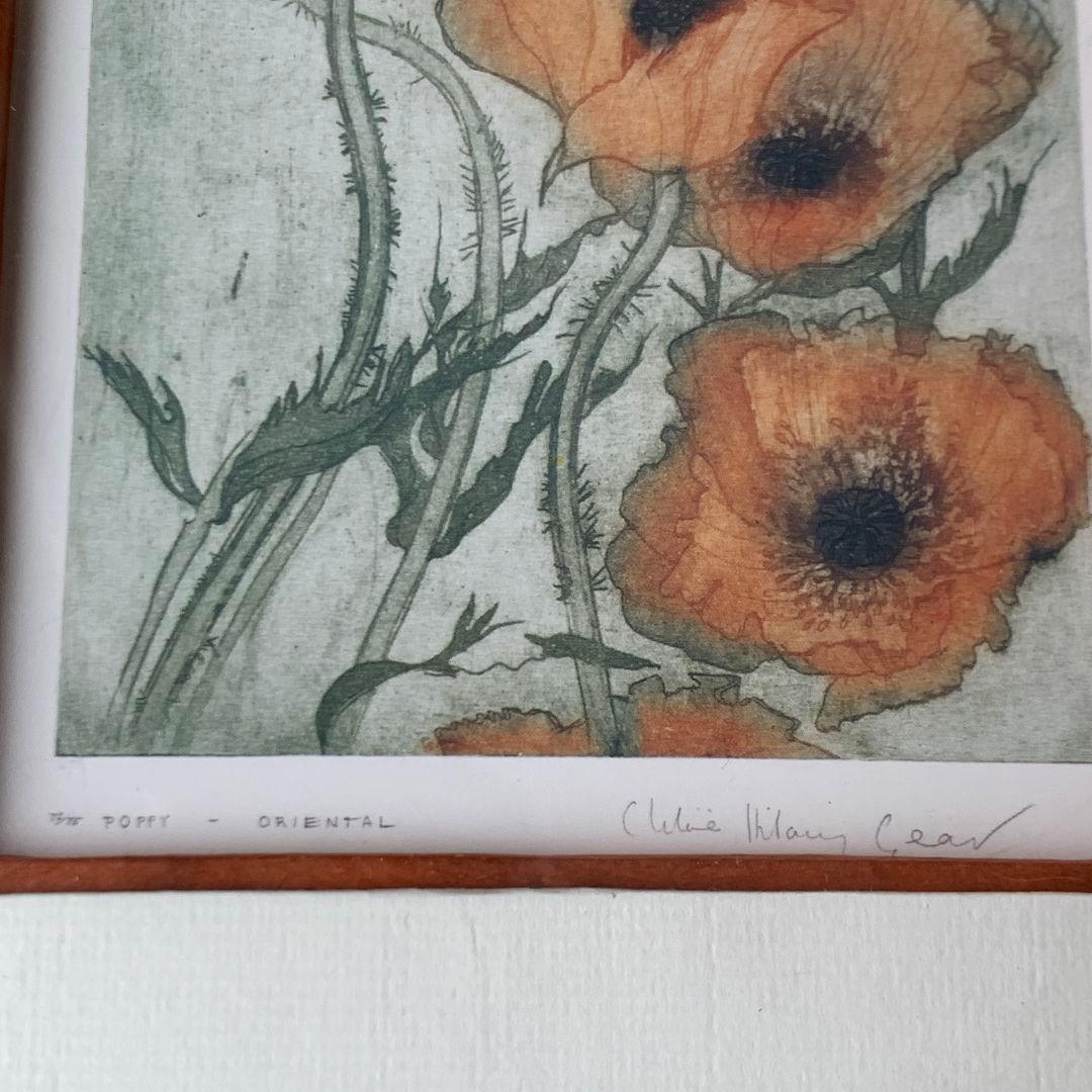 ボタニカルアート　植物画　ポピー　英国　イギリス　絵画　額　木製フレーム