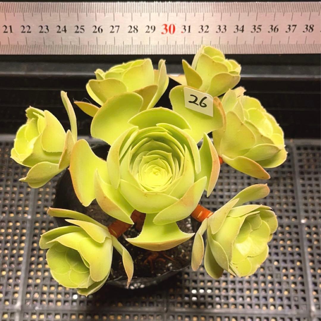 26#多肉植物アエオニウム❤️ サラダボール❤️7頭16cm拔き苗