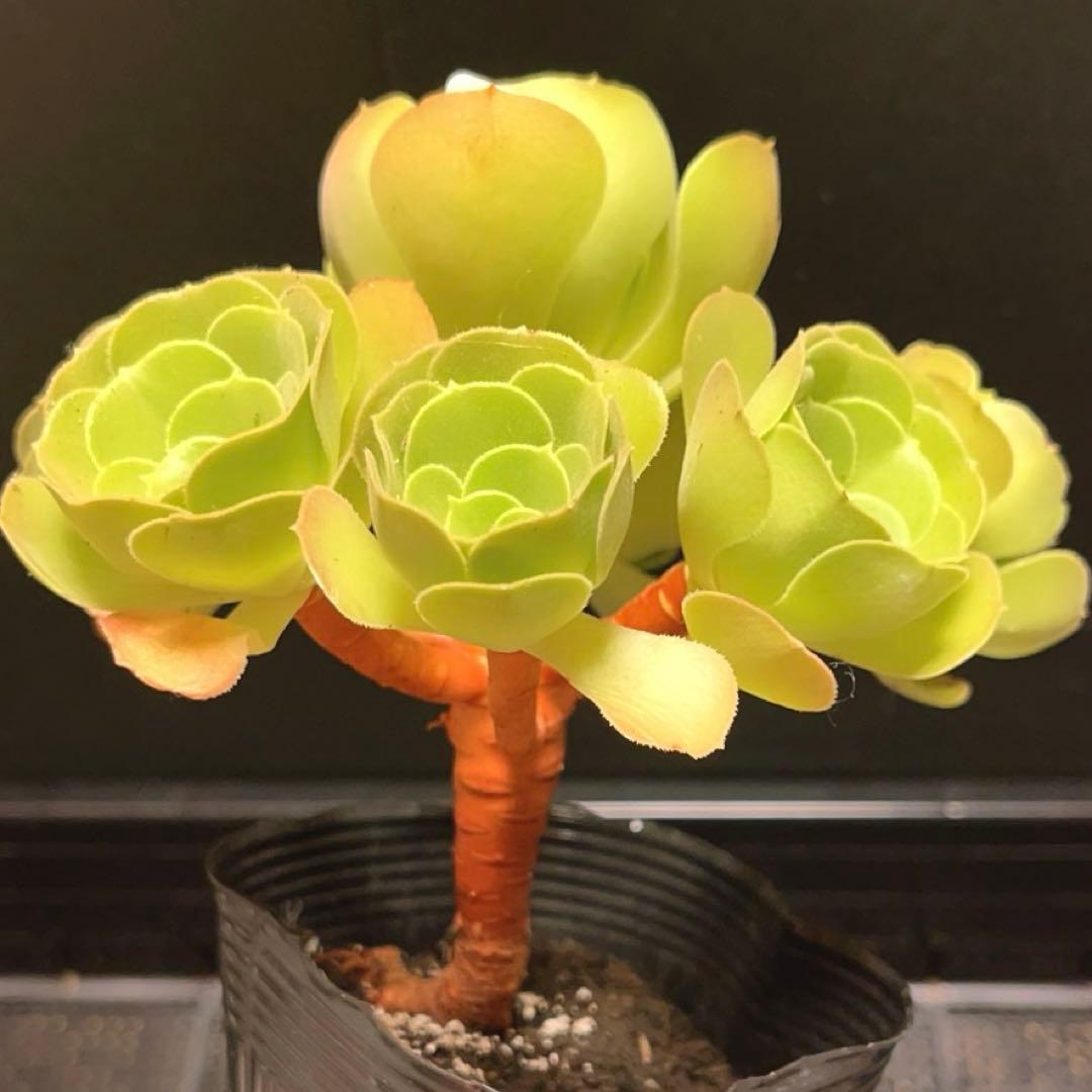 26#多肉植物アエオニウム❤️ サラダボール❤️7頭16cm拔き苗