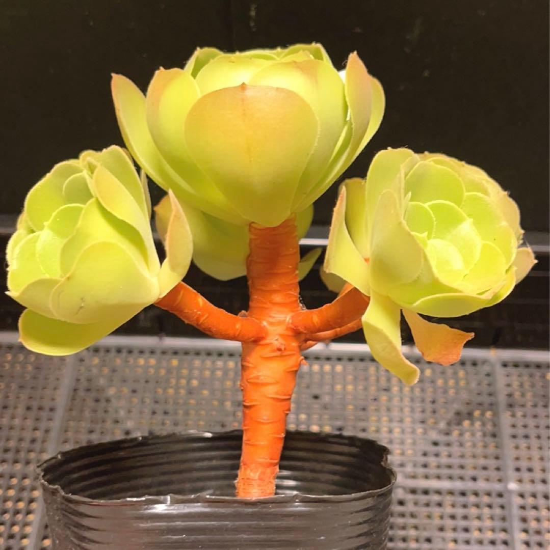 26#多肉植物アエオニウム❤️ サラダボール❤️7頭16cm拔き苗