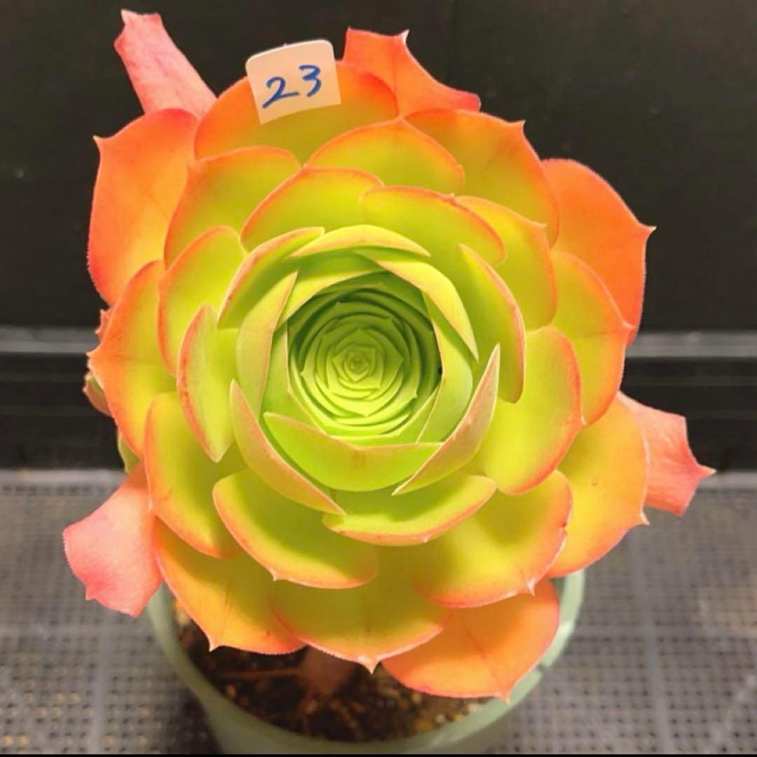 26#多肉植物アエオニウム❤️ サラダボール❤️7頭16cm拔き苗
