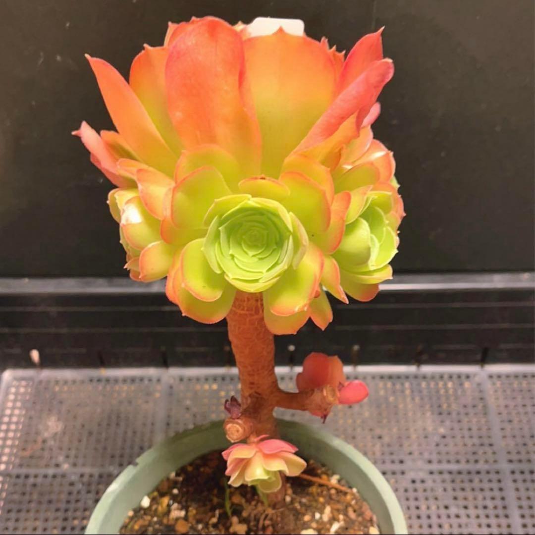 26#多肉植物アエオニウム❤️ サラダボール❤️7頭16cm拔き苗