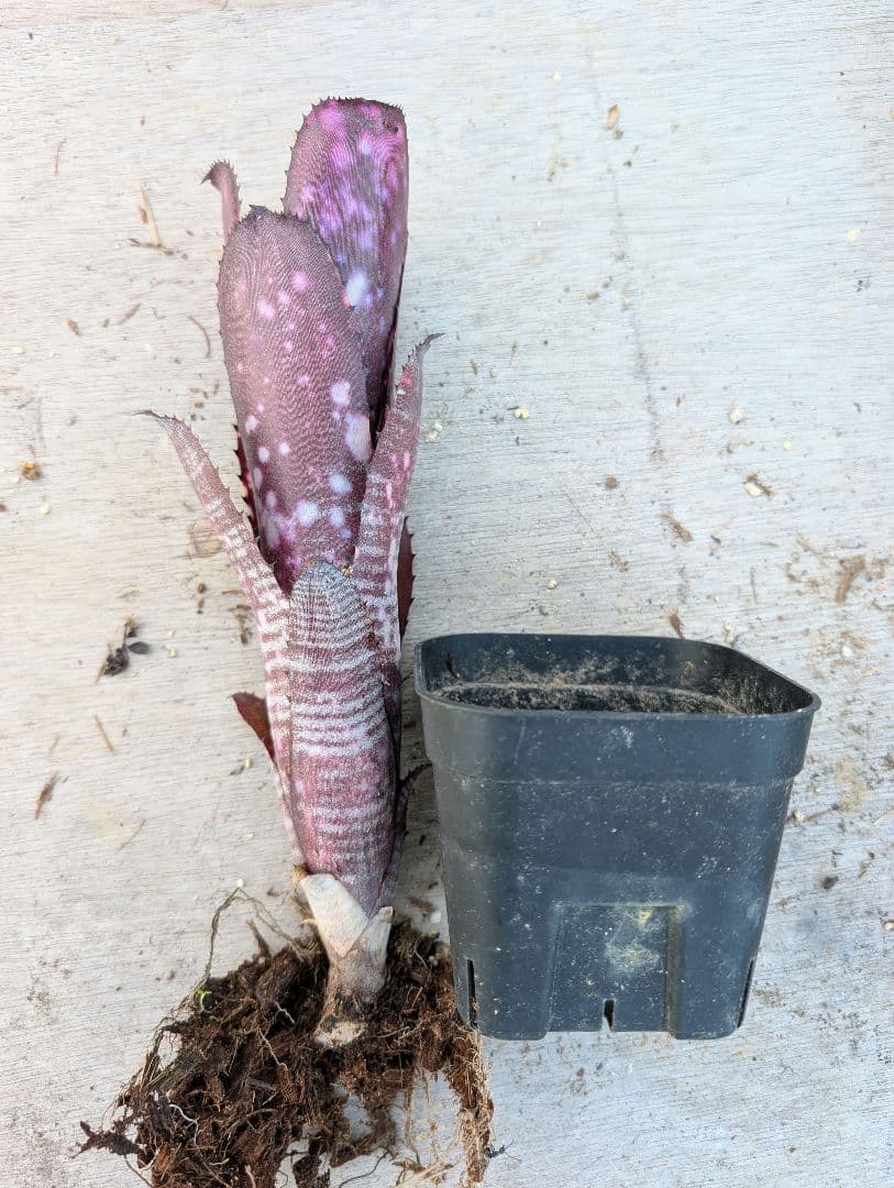 Billbergia ‘Smoke stack‘