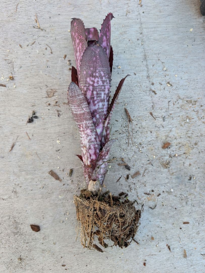 Billbergia ‘Smoke stack‘