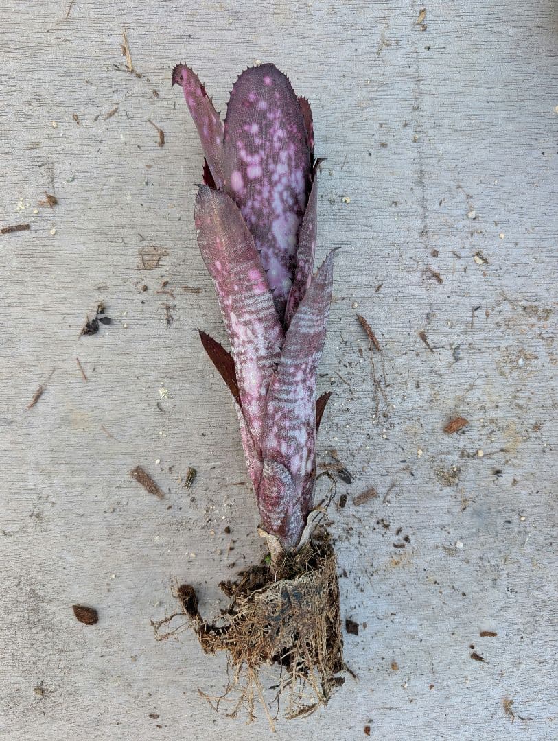 Billbergia ‘Smoke stack‘