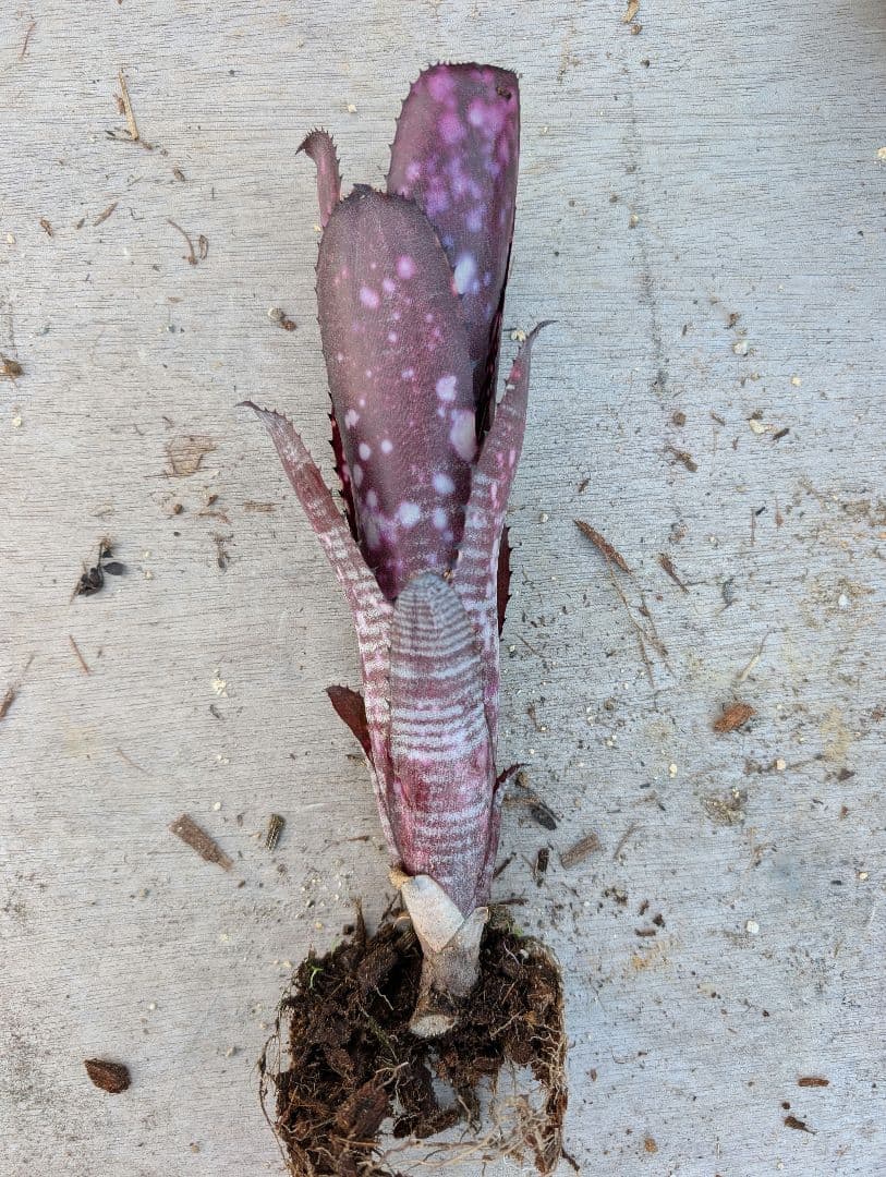 Billbergia ‘Smoke stack‘