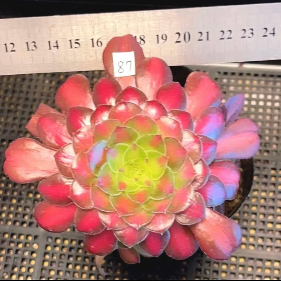 87#多肉植物❤️アエオニウム錦❤️ ドウガン❤️1大頭6小頭+6子芽12cm拨き苗