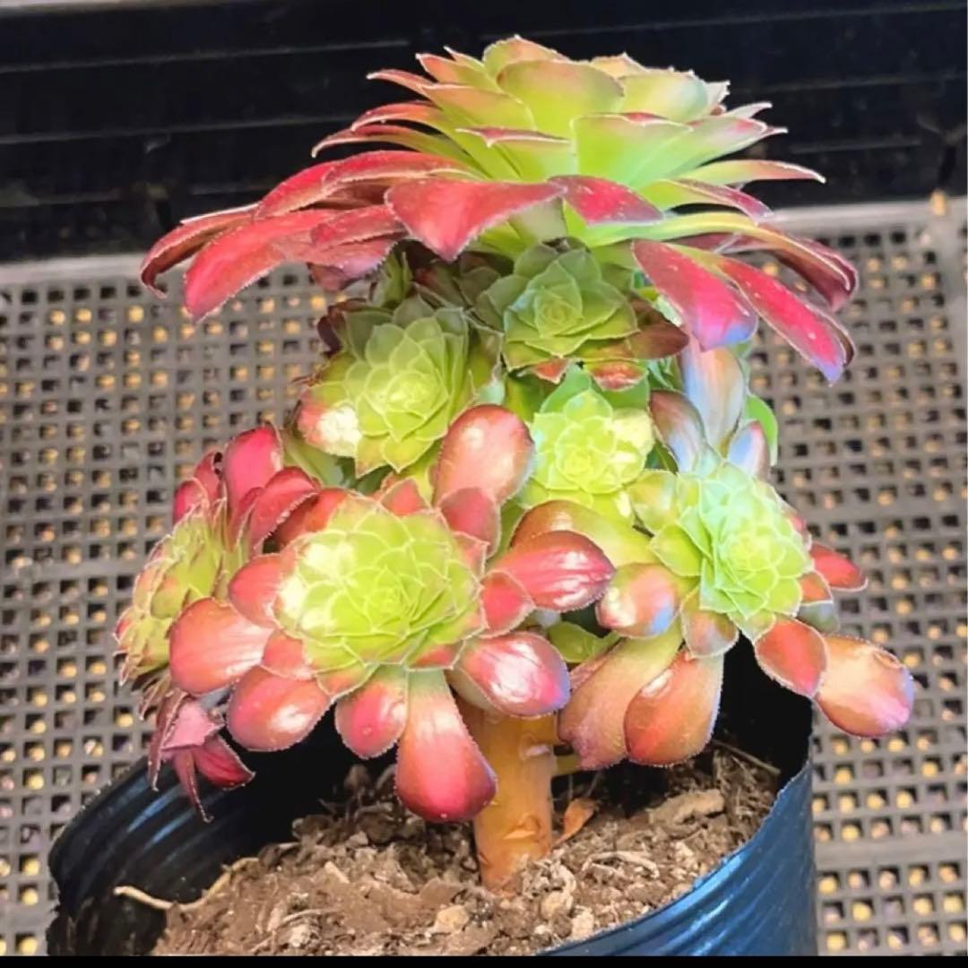 87#多肉植物❤️アエオニウム錦❤️ ドウガン❤️1大頭6小頭+6子芽12cm拨き苗