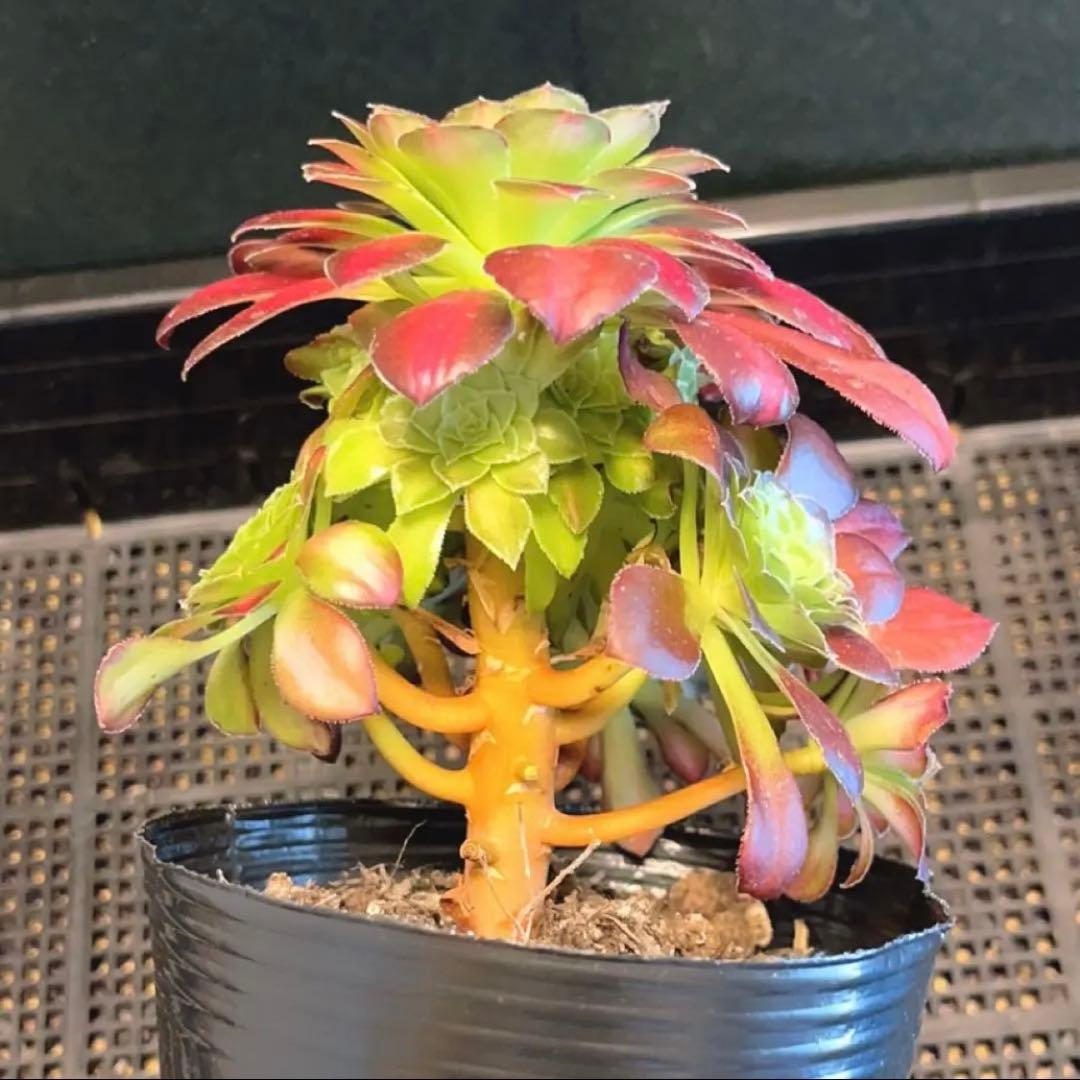 87#多肉植物❤️アエオニウム錦❤️ ドウガン❤️1大頭6小頭+6子芽12cm拨き苗
