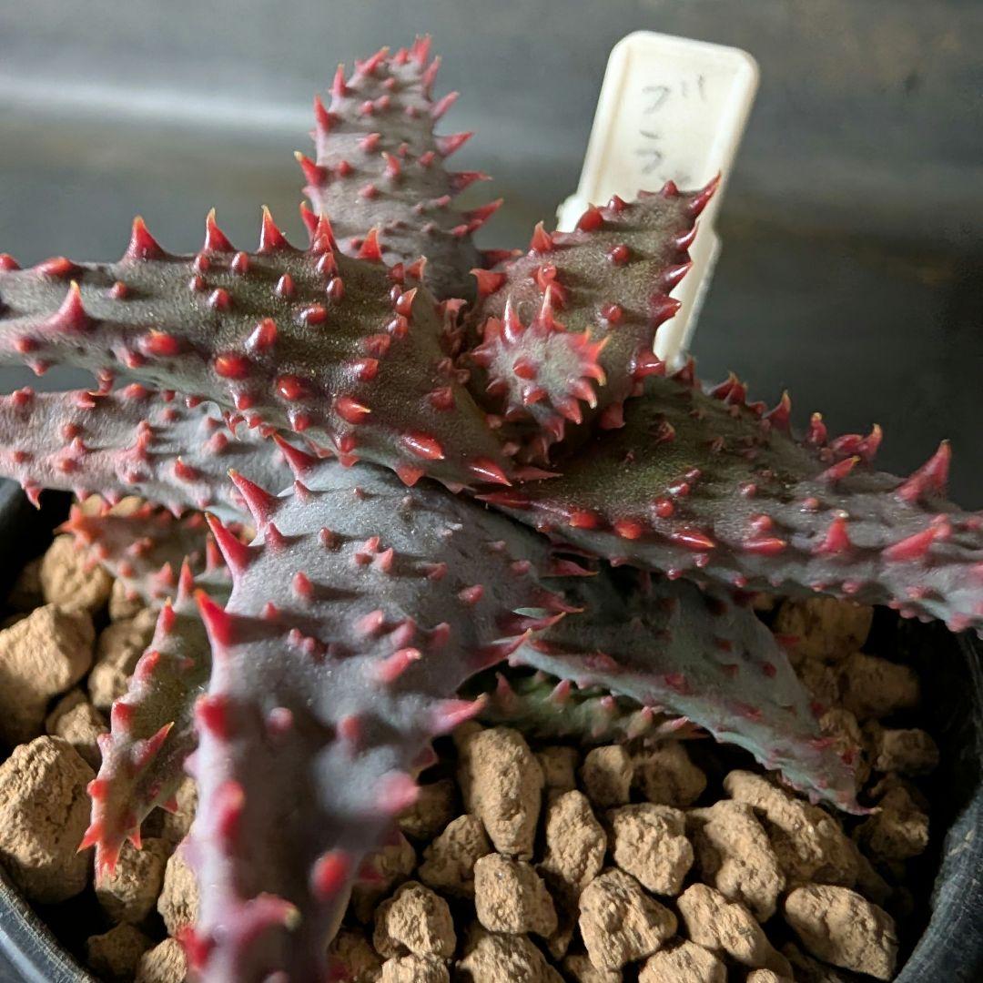 ロウルサンコさんラベル付き☆多肉植物 アロエ ブラッドサースティー