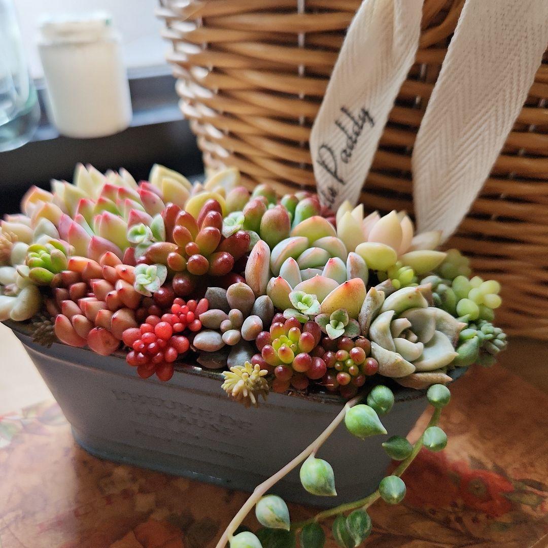 多肉植物寄せ植え　そのまま飾れる　大きなバスケット　おまけ付き♡