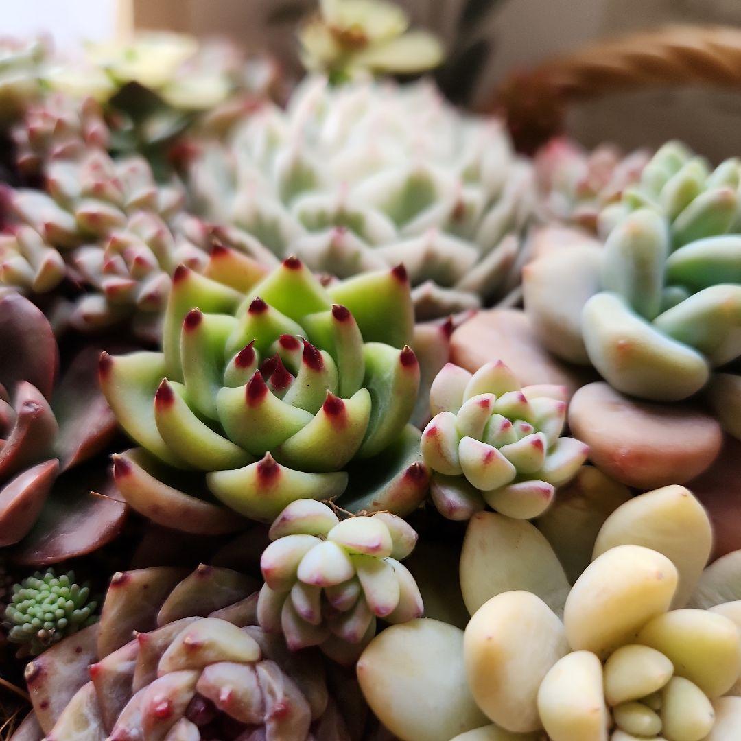 多肉植物寄せ植え　そのまま飾れる　大きなバスケット　おまけ付き♡