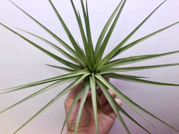 ヘドロ沼 様　ご確認用　イオナンタ バンハイニンギー×ハリスコモンティコラ①〜②