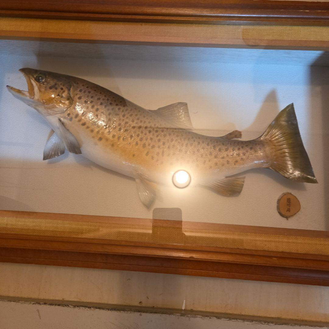 ​【至高の芸術】名匠 鏑木勝時 作 肱川 サツキマス 50cm級 剥製 額装品