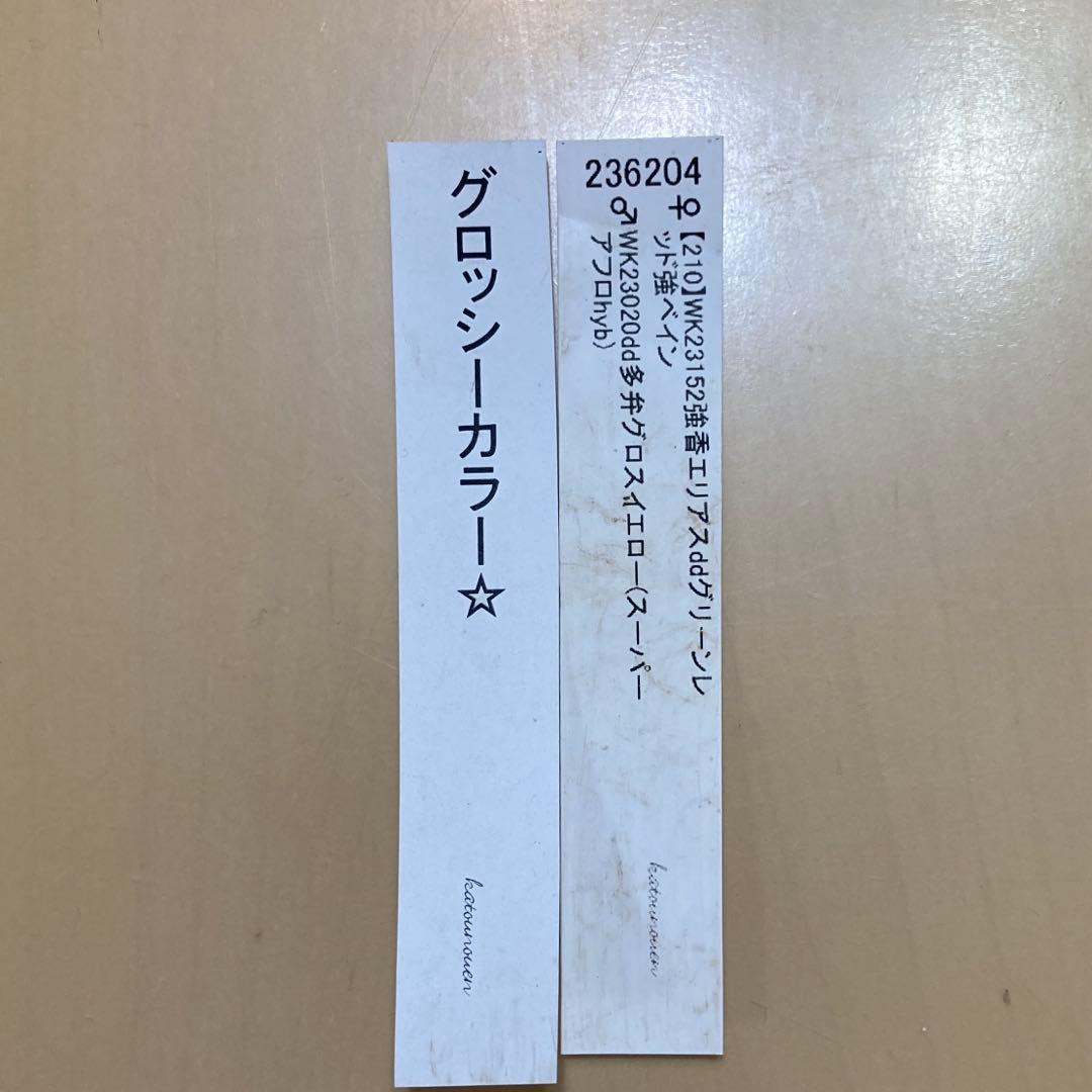 クリスマスローズ開花株 加藤農園　グロッシーカラー⭐︎