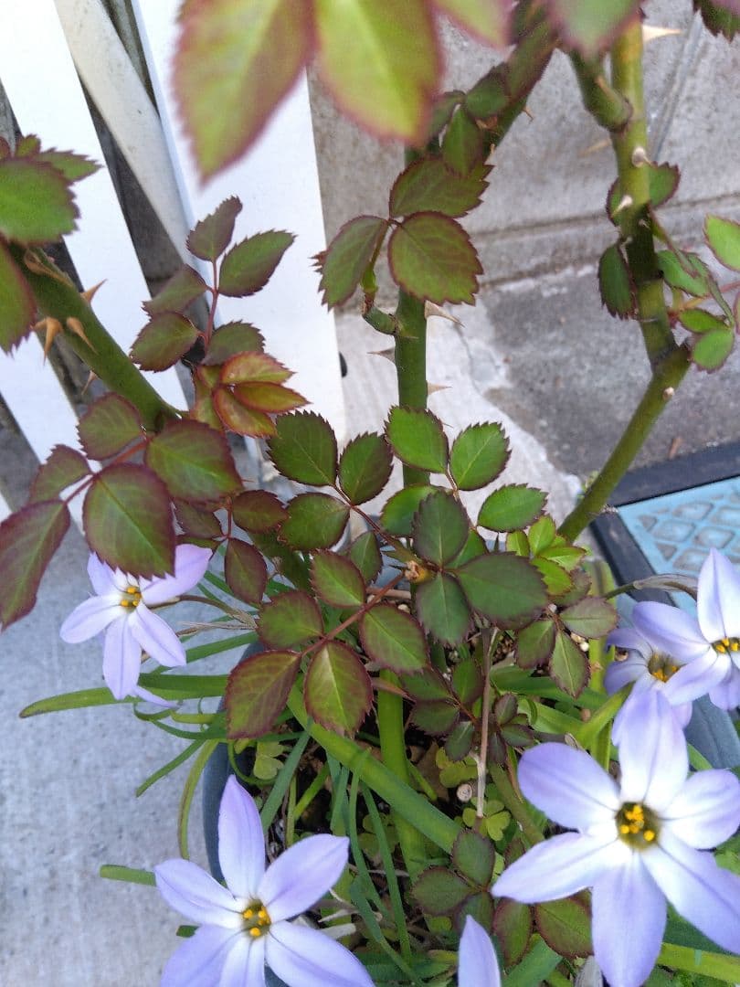 バラ中苗充実苗 　四季咲き中輪　コンパクト　花持ちいいです、病害虫に強いです