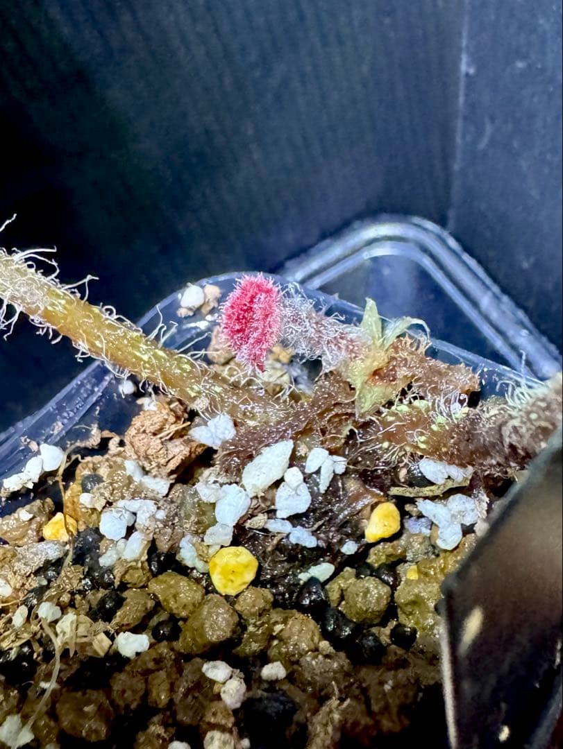 Begonia montaniformis ベゴニア・モンタニフォルミス　大株