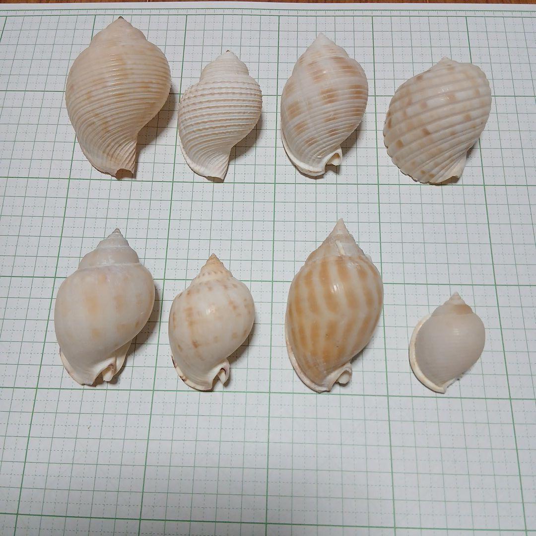 貝殻まとめ売り　28