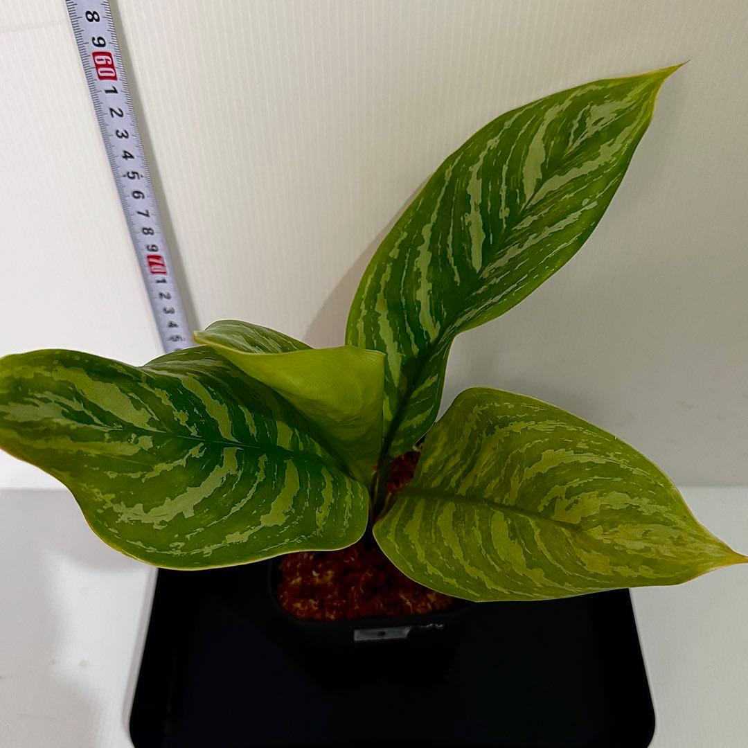 アグラオネマ ニティドゥム カーティシー 観葉植物 LEON レオン 3