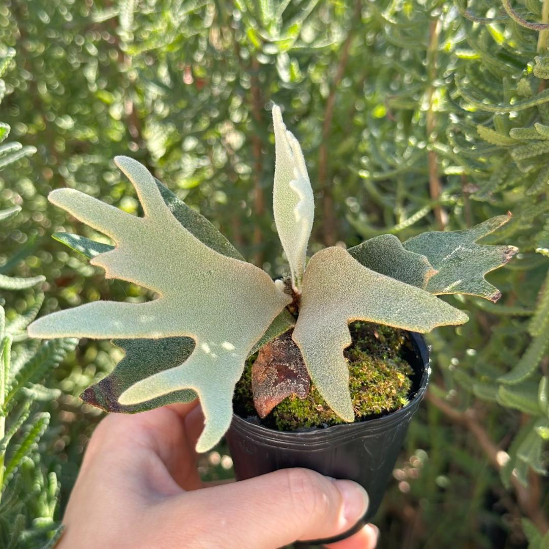 P. willinckii ’Jenny’ TC 3405