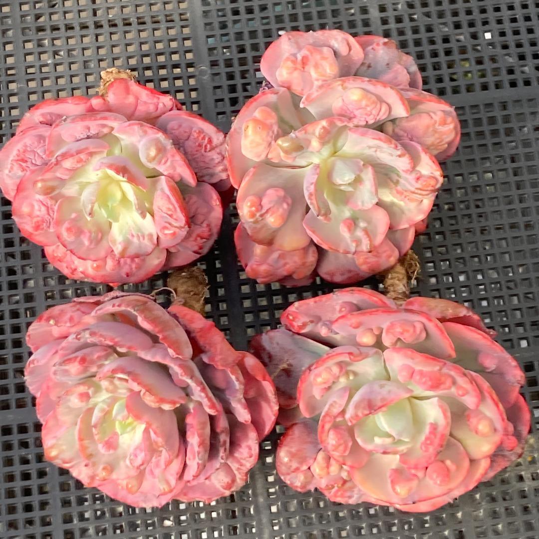 エケベリア　韓国苗　大苗　レインドロップス錦　多肉植物　ポコ多肉