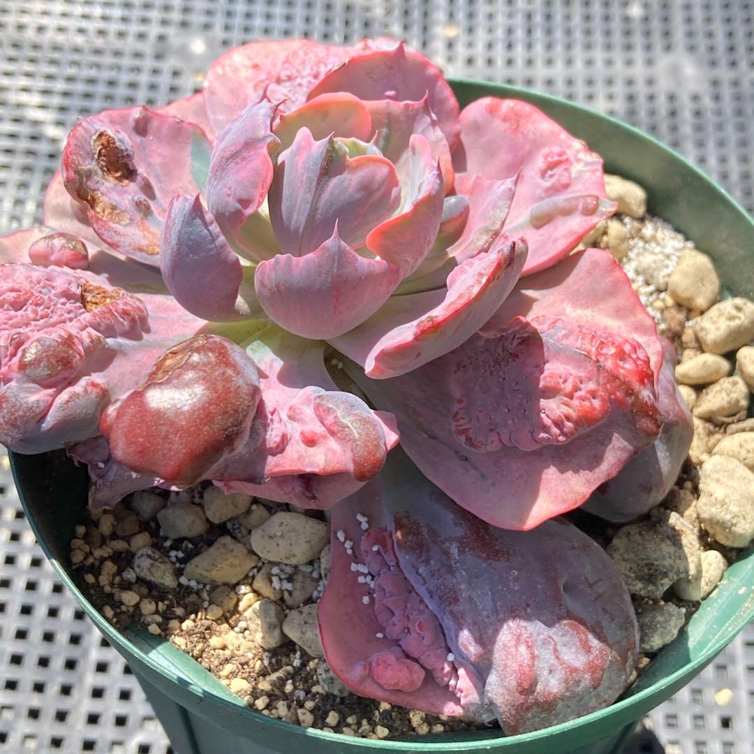 エケベリア　韓国苗　大苗　レインドロップス錦　多肉植物　ポコ多肉