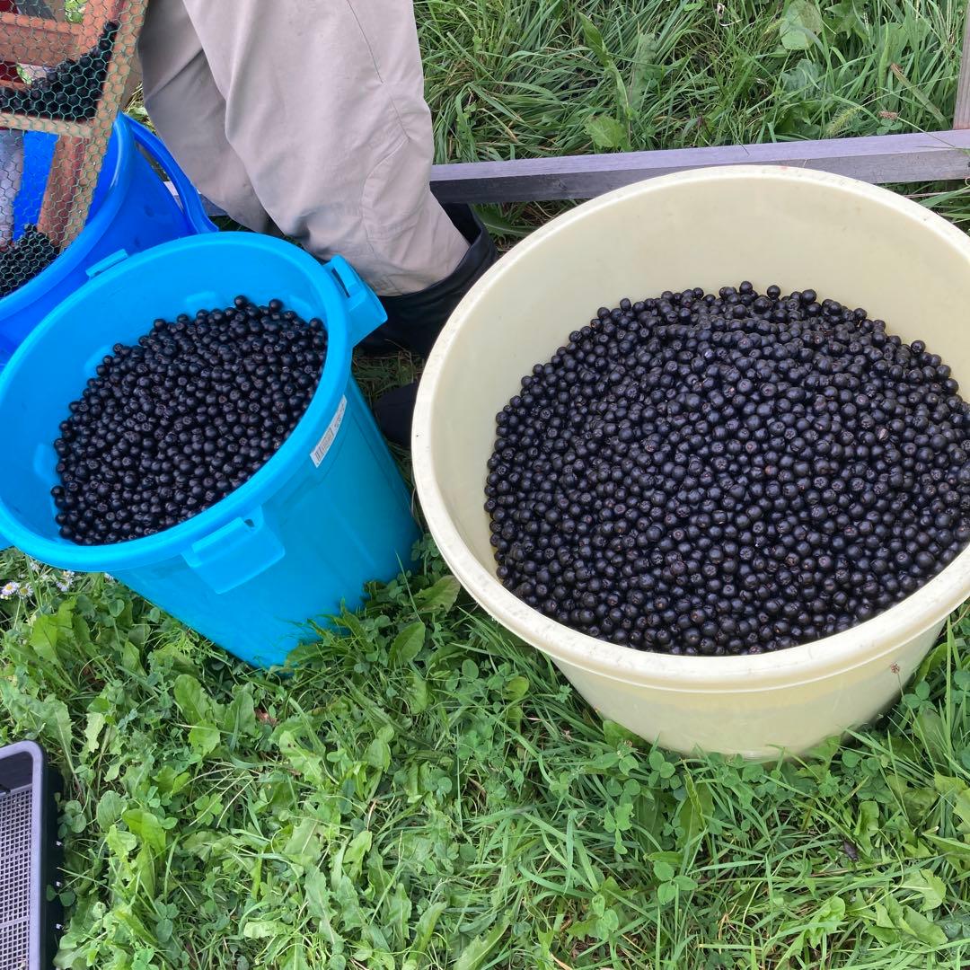 北海道産アロニア冷凍果実4kg