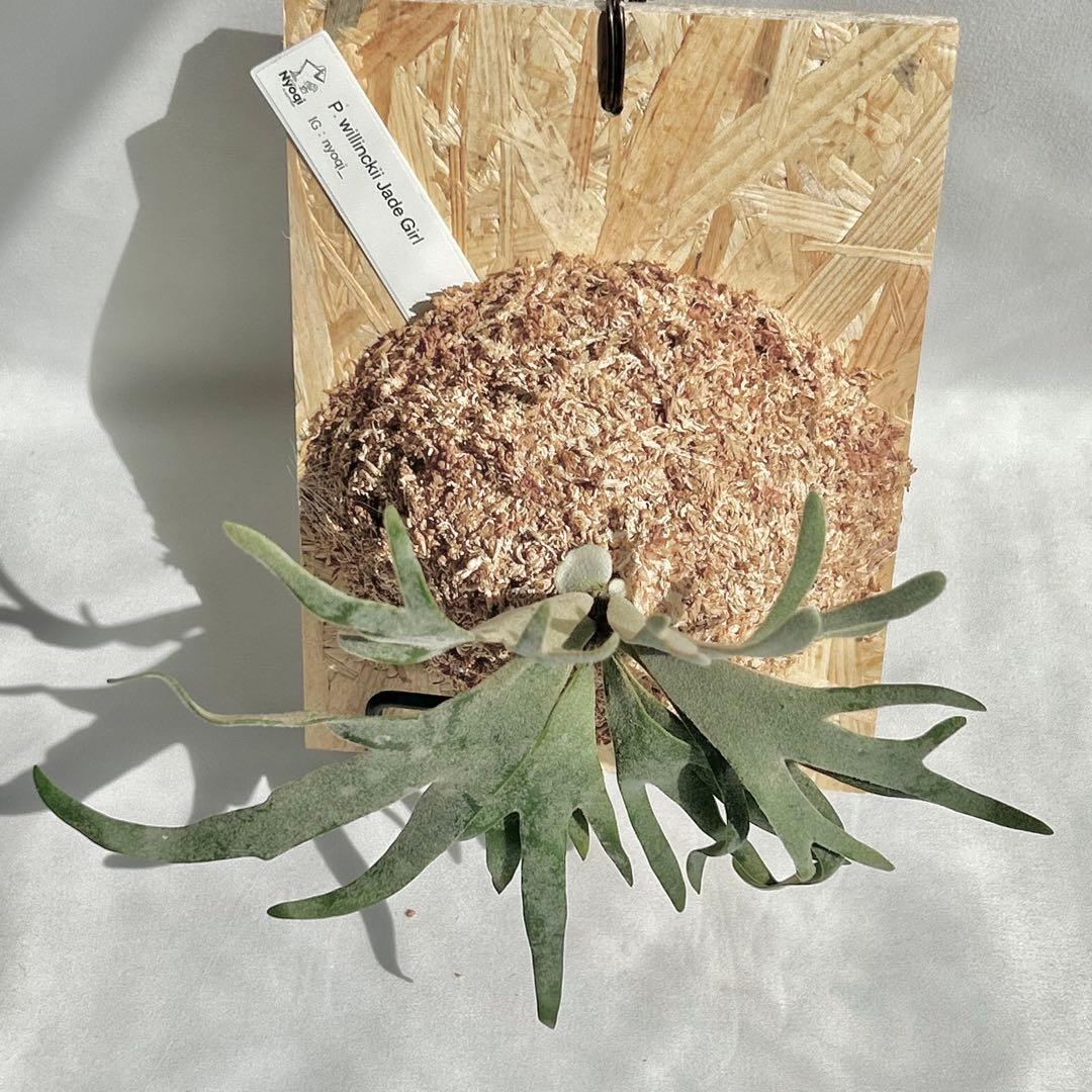 P. Willinckii Jade Girl(TC)【62】