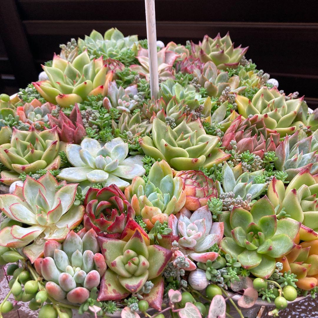 多肉植物　寄せ植え　傘