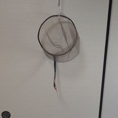鹿角が入った小ぶりのアマゴ用「たも」