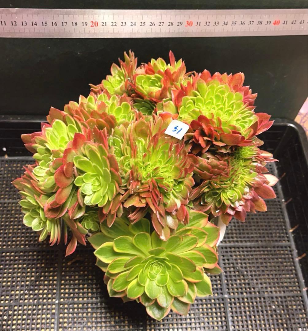51#多肉植物アエオニウム錦❤️ ハロウィンイエロー錦セッカ ❤️28cm拔き苗
