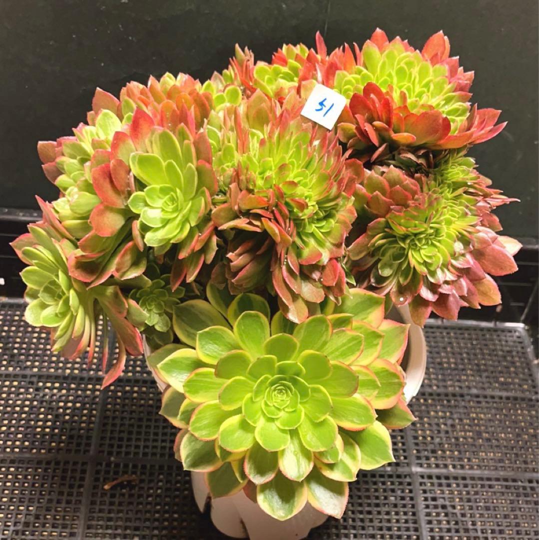 51#多肉植物アエオニウム錦❤️ ハロウィンイエロー錦セッカ ❤️28cm拔き苗