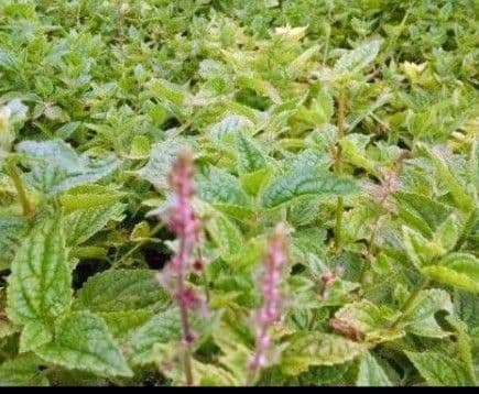 連絡用ページ　栽培用　種芋　チョロギ　〈小〉　３０g