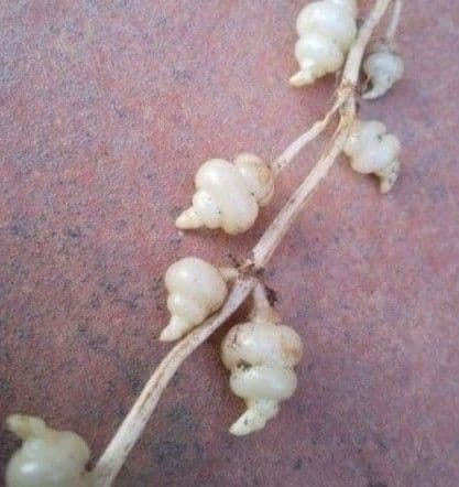 連絡用ページ　栽培用　種芋　チョロギ　〈小〉　３０g