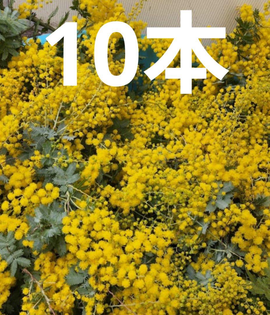 フレッシュミモザ　超特大　立派　60センチ〜70センチ 10本 保水有り