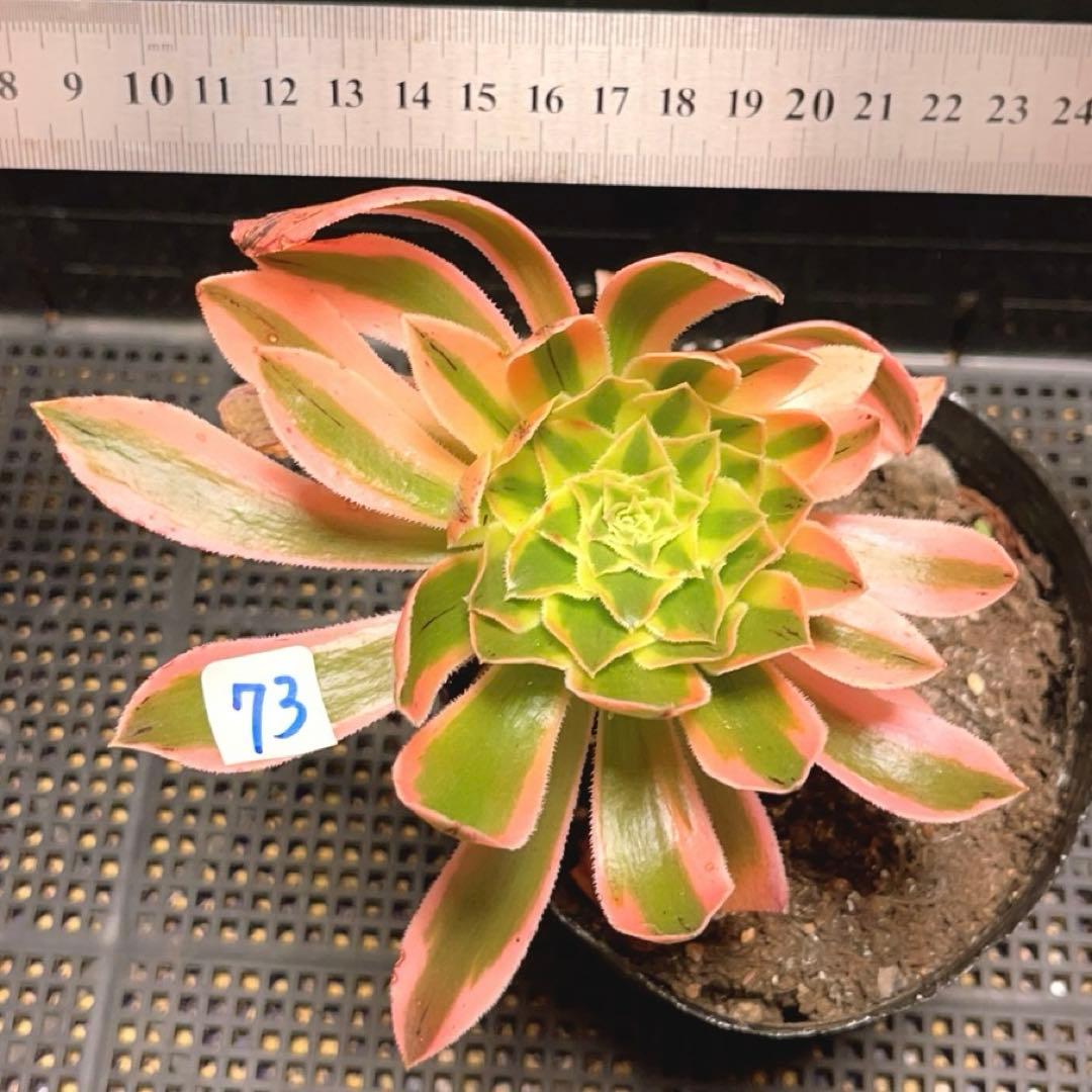 73#多肉植物❤️アエオニウム錦❤️おそれひめ❤️ 虞姫 ❤️1頭15cm 拔き苗