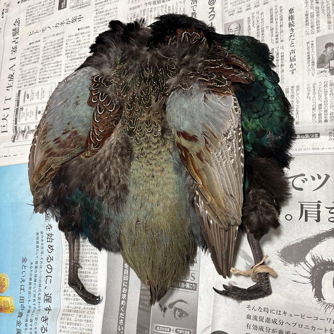 フライマテリアル　キジ　雉　コンプリートスキン