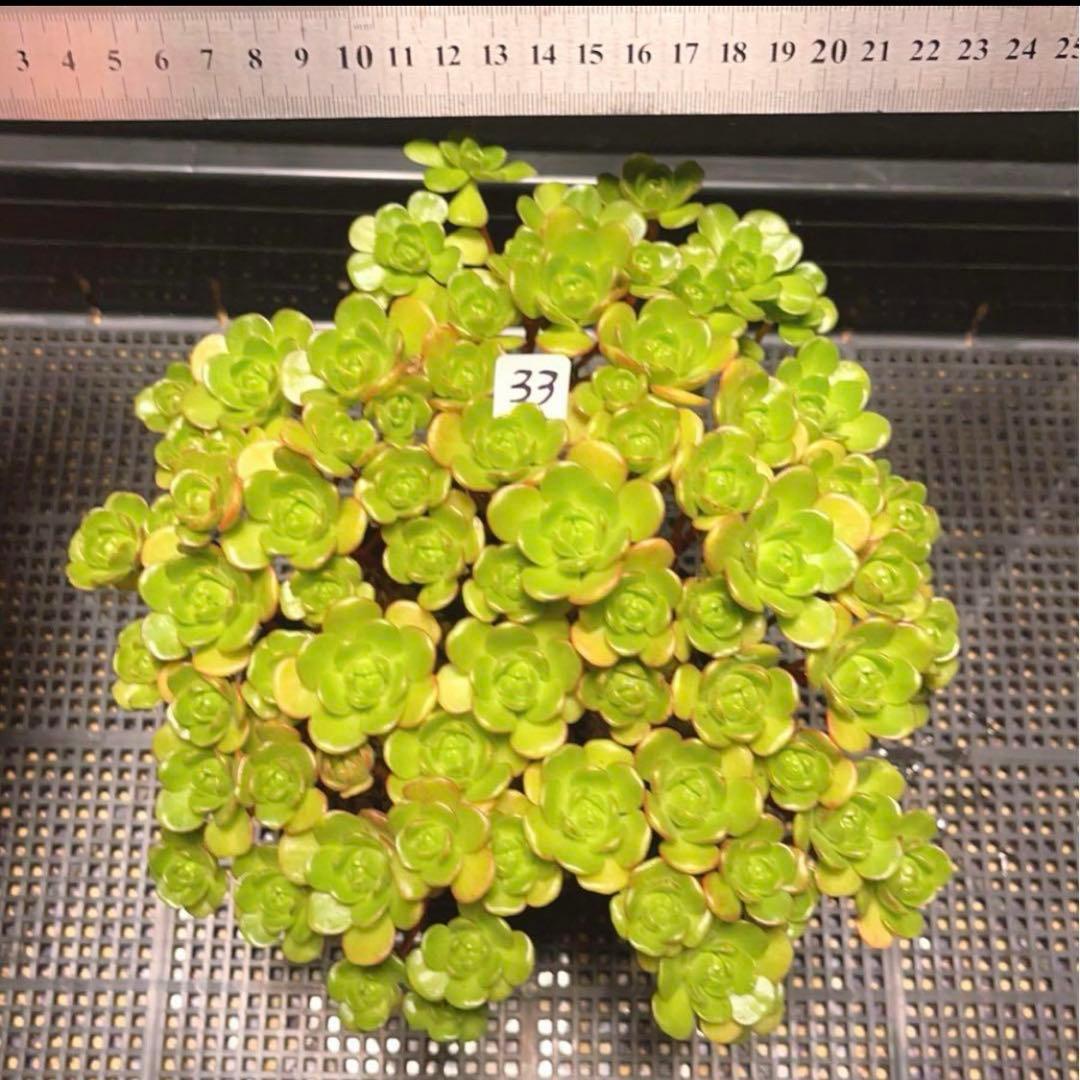 33#多肉植物アエオニウム錦❤️ サンデルシ— ❤️ 60-70頭21cm 拔き苗